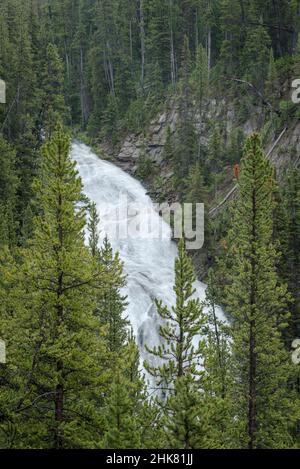 Chute d'eau Virginia Cascades, parc national de Yellowstone, Wyoming. Banque D'Images