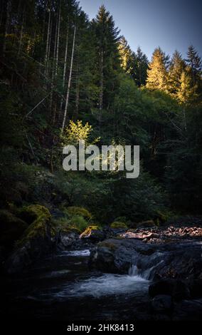 Magnifique forêt et rivière, vue sur la nature Forêt de Tillamook, Oregon. Arrière-plan de la forêt Banque D'Images