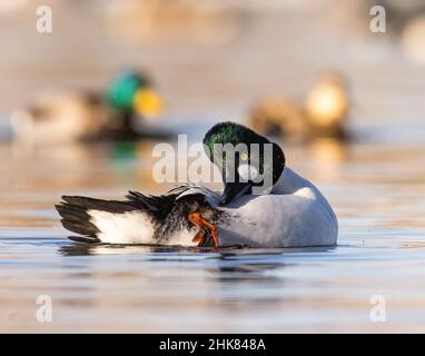 Gros plan de l'oeil d'or commun (Bucephala clangula americana) drake nageant sur l'étang en lumière du soleil du matin Colorado, États-Unis Banque D'Images