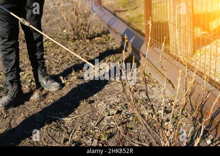 Agriculture écologique biologique.Défoquer l'homme fermier pulvérisant l'arbre avec un pulvérisateur manuel de pesticides contre les insectes dans le jardin de printemps.Agriculture et garde Banque D'Images