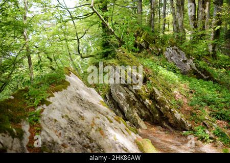 La forêt séculaire de Casentino, l'une des plus grandes forêts d'Europe, extraordinairement riche en flore et en faune.Sentier pédestre autour du sanctuaire de la Verna, Chiusi d Banque D'Images