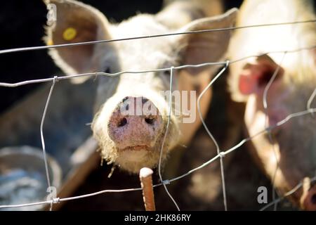 Cochons sales paître dans une ferme de cochons.Élevage naturel de porcs biologiques.Agriculture.Musez-vous en gros plan.Élevage. Banque D'Images