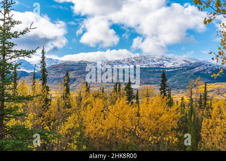 Paysage pittoresque avec des montagnes enneigées à l'automne, saison d'automne avec peuplier jaune, bouleau, épinettes. Banque D'Images