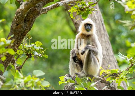 Langur gris à pieds noirs qui fait froid sur un arbre en Inde Banque D'Images