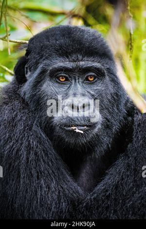 Montagne Gorilla se détendre dans les forêts de l'Ouganda, Afrique Banque D'Images