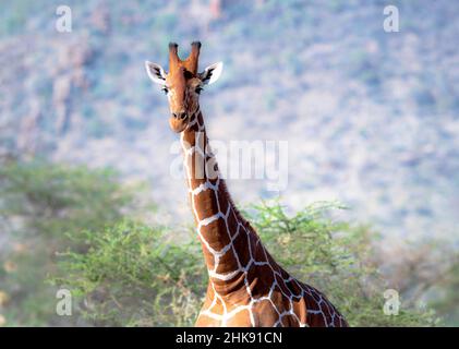 La girafe réticulée, également connue sous le nom de girafe somalienne, est une sous-espèce de girafe originaire de la Corne de l'Afrique Banque D'Images