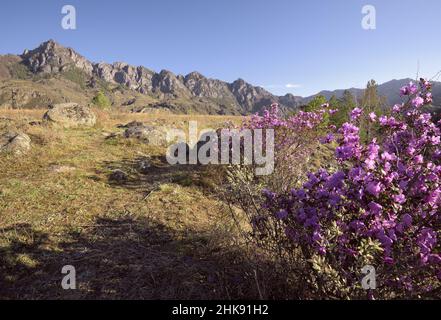 Une rose Bush fleura de maralnik dans une vallée de montagne baignée dans la lumière dorée du matin.Rochers pointus à l'horizon, ciel bleu clair.Nature de la Sibérie, Banque D'Images