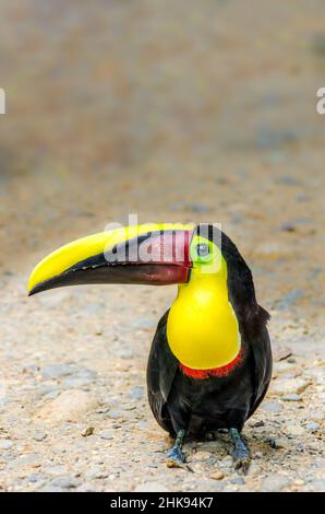 Toucan en châtaignier Banque D'Images
