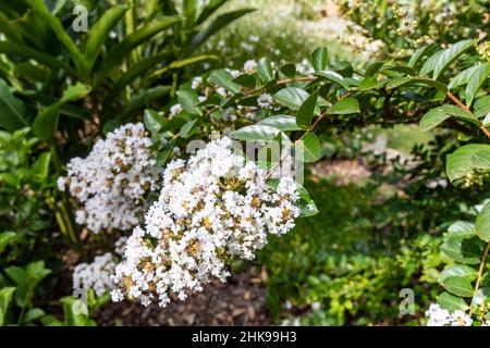 Crêpe arbuste de Myrtle, variété naine, lagerstroemia acoma, en été avec des fleurs blanches et jaunes dans un jardin de Sydney, NSW, Australie Banque D'Images