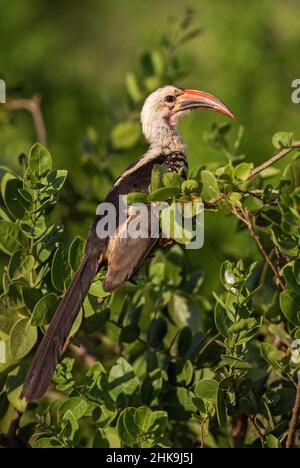 Hornbill à bec rouge du Nord - Tockus erythrorhynchus, charme de couleur provenant de buissons et de savanes africains, collines de Taita, Kenya. Banque D'Images