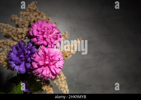 chrysanthèmes d'automne sur fond gris Banque D'Images
