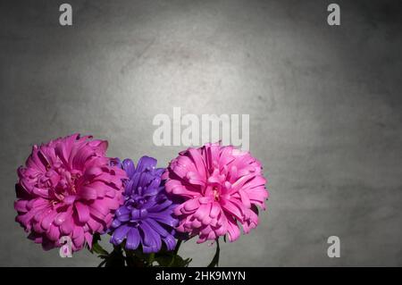 chrysanthèmes d'automne sur fond gris Banque D'Images