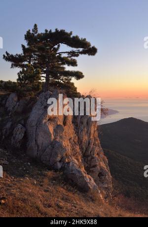 Roche avec pin de montagne sur le sommet du mont ai-Petri.Rose lumière du matin tendre, la mer, les nuages en dessous.Russie, nature de la Crimée, 2019 Banque D'Images