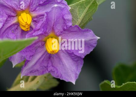 Fleurs d'aubergine de couleur violette. Banque D'Images