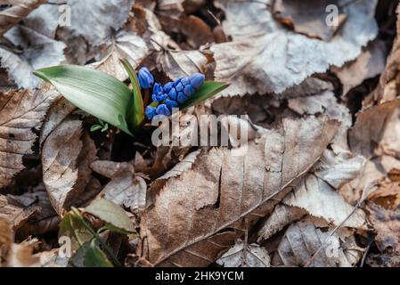 Scilla siberica, fleur de début bleu sauvage, première fleur de printemps dans le jardin sauvage de la forêt Banque D'Images