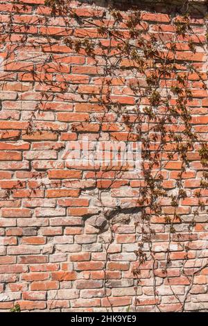 Mur de briques rouges avec usine d'escalade Virginia super-réducteur ( ou Parthenocissus) croissant le jour ensoleillé du printemps Banque D'Images