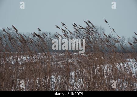 Paysage d'hiver, roseaux secs dans le vent contre fond tombant de neige Banque D'Images