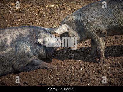 Paire de cochon noir en semi-liberté, couché au soleil dans la campagne.Lac Campotosto, Gran Sasso et Parc national Monti della Laga Banque D'Images