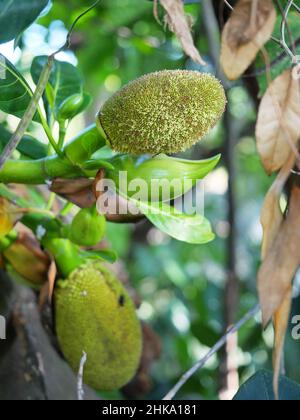 Fleurs de Jackfruit sur plante d'arbre avec fond vert naturel, Groupe de fleurs blanches sur fruit tropical Banque D'Images