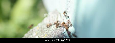 Beaucoup d'abeilles volent dans la maison d'abeilles à proximité Banque D'Images