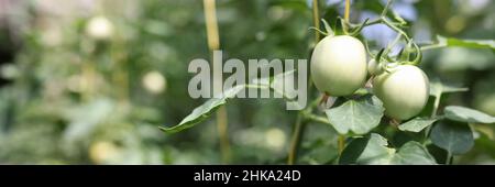 Tomates vertes avec des feuilles inhabituelles à la ferme de près Banque D'Images