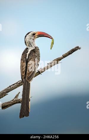 Hornbill à bec rouge du Nord - Tockus erythrorhynchus, charme de couleur provenant de buissons et de savanes africains, collines de Taita, Kenya. Banque D'Images