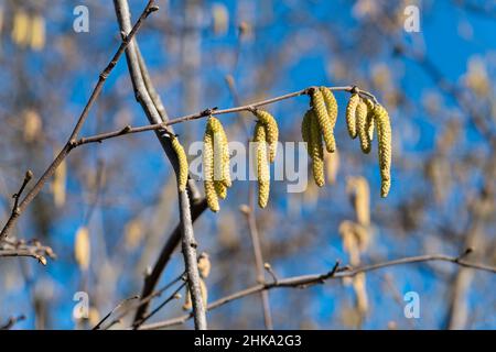 Italie, Lombardie, campagne près de Cremona, Hazel Corylus Avellana mûre Catkins mâles Banque D'Images