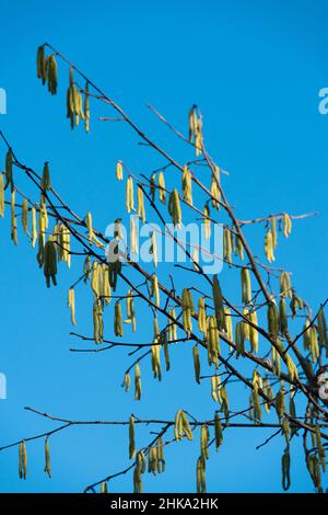 Italie, Lombardie, campagne près de Cremona, Hazel Corylus Avellana mûre Catkins mâles Banque D'Images