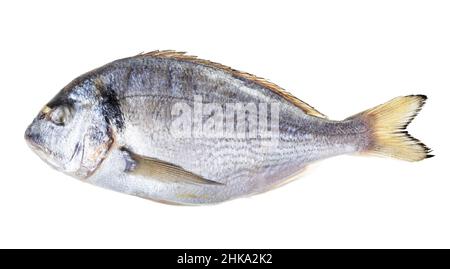 poissons d'orata entiers congelés isolés sur fond blanc Banque D'Images