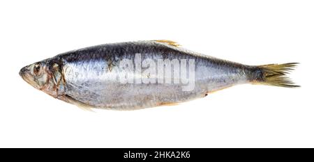 poissons de hareng du pacifique entier congelés isolés sur fond blanc Banque D'Images