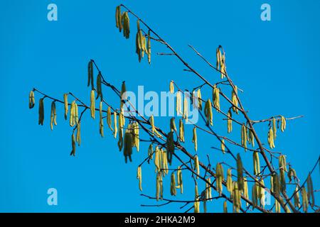 Italie, Lombardie, campagne près de Cremona, Hazel Corylus Avellana mûre Catkins mâles Banque D'Images