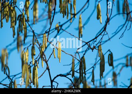 Italie, Lombardie, campagne près de Cremona, Hazel Corylus Avellana mûre Catkins mâles Banque D'Images