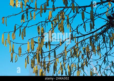 Italie, Lombardie, campagne près de Cremona, Hazel Corylus Avellana mûre Catkins mâles Banque D'Images