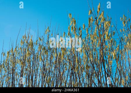 Italie, Lombardie, campagne près de Cremona, Hazel Corylus Avellana mûre Catkins mâles Banque D'Images