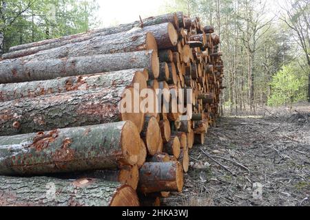 Grosse pile de coupes rondes de bois d'arbre, tronçonneuse électrique  rouge. Les grumes sont sciées à partir des troncs de bouleau empilés dans  une pile. Bois de chauffage de bouleau. Compost s