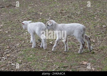 Deux agneaux de moutons Kempische Heath traversent ensemble la réserve naturelle. Banque D'Images