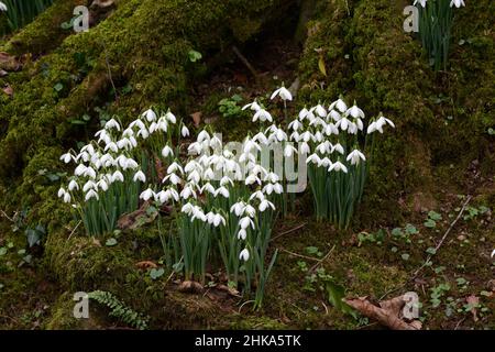 Gouttes de neige indigènes Galanthus nivalis petites fleurs blanches de printemps tôt sur un plancher de bois Banque D'Images