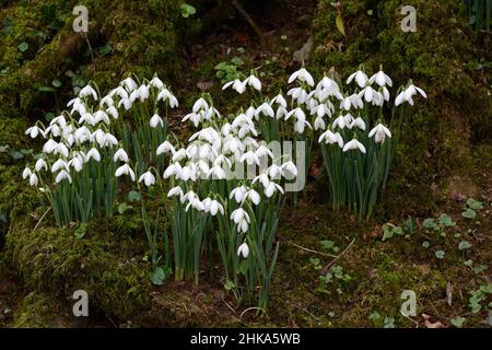 Gouttes de neige indigènes Galanthus nivalis petites fleurs blanches de printemps tôt sur un plancher de bois Banque D'Images