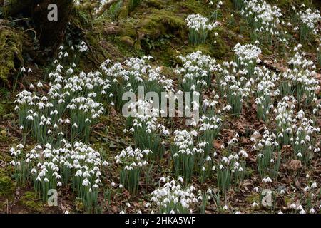 Gouttes de neige indigènes Galanthus nivalis petites fleurs blanches de printemps tôt sur un plancher de bois Banque D'Images