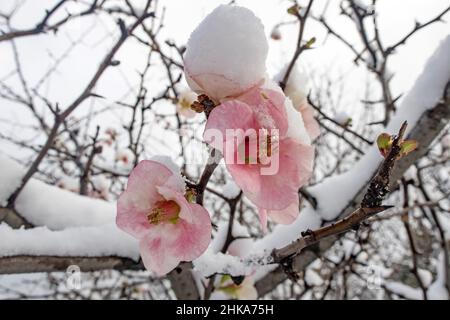 Fleurs printanières sous la neige en hiver Banque D'Images
