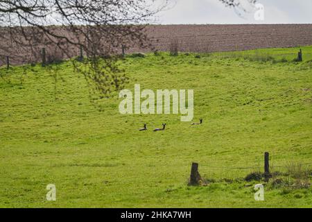 Le cerf de Virginie, Capranolus capranolus, aussi le cerf de Virginie, cerf de Virginie de l'Ouest, reposant sur une prairie verte au soleil Banque D'Images