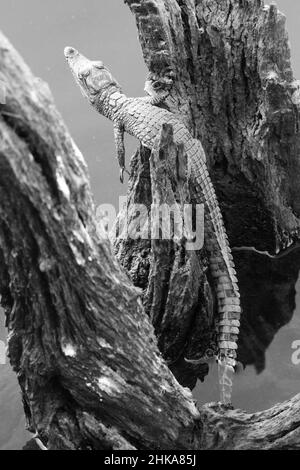 Bébé crocodile noir et blanc, Parc national de Pilanesberg Banque D'Images