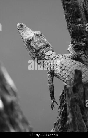 Bébé crocodile noir et blanc, Parc national de Pilanesberg Banque D'Images