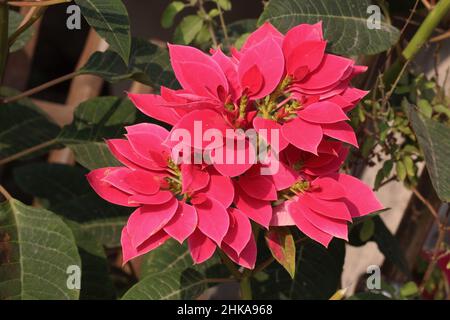 Belles fleurs de poinsettia rouge fleuries avec fond de feuille verte. Fleurs d'hiver du Bangladesh dans le jardin. Banque D'Images