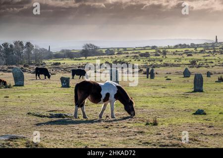 Les bovins et les étangs bodmin emblématiques qui bissent parmi les pierres debout du début du Néolithique tardif, les Hurlers sur les Minion Downs sur le Moo bodmin sauvage Banque D'Images