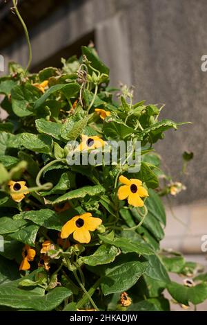 Thunbergia alata fleurs d'orange Banque D'Images