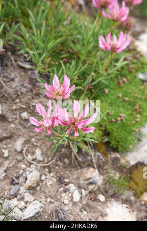 Trifolium alpinum en fleur Banque D'Images