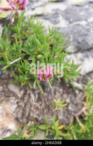 Trifolium alpinum en fleur Banque D'Images