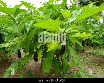 Aubergines plantes dans le jardin aux Maldives Banque D'Images