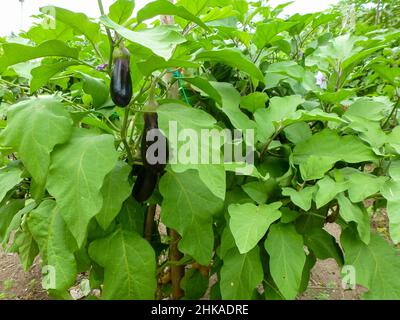 Aubergines plantes dans le jardin aux Maldives Banque D'Images